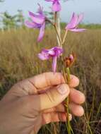 Image of Simpson's grasspink