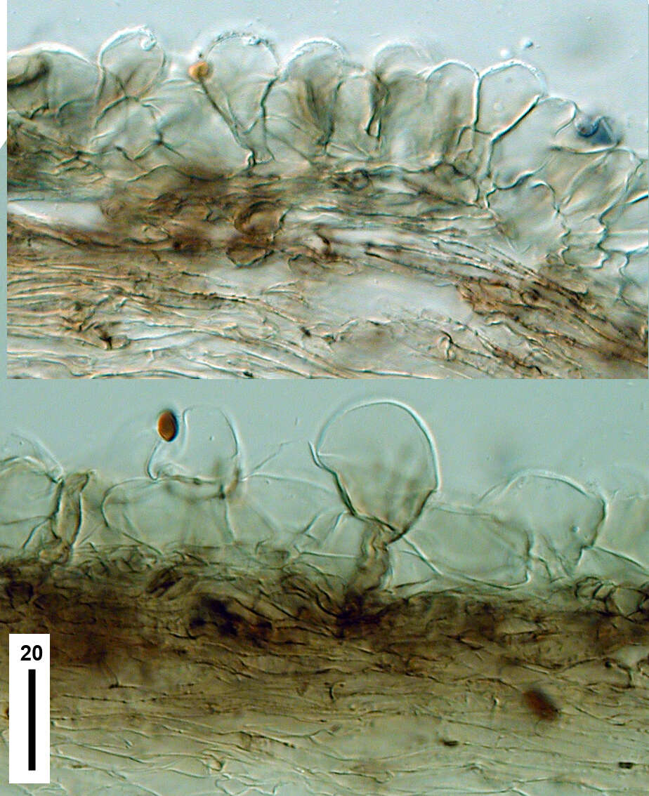 Sivun Psathyrella fimbriata (A. M. Young) Ew. Gerhardt 1996 kuva