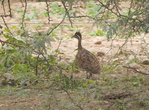 Image of Quebracho Crested Tinamou