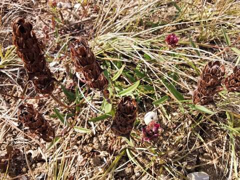 Image of Prunella hyssopifolia L.