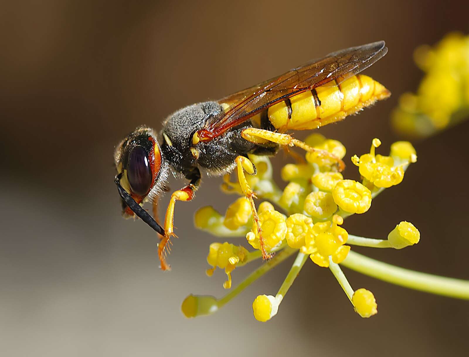 Imagem de Philanthus triangulum (Fabricius 1775)