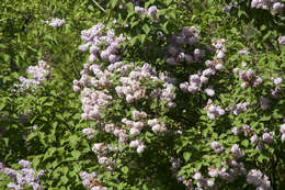 Image of Common Lilac