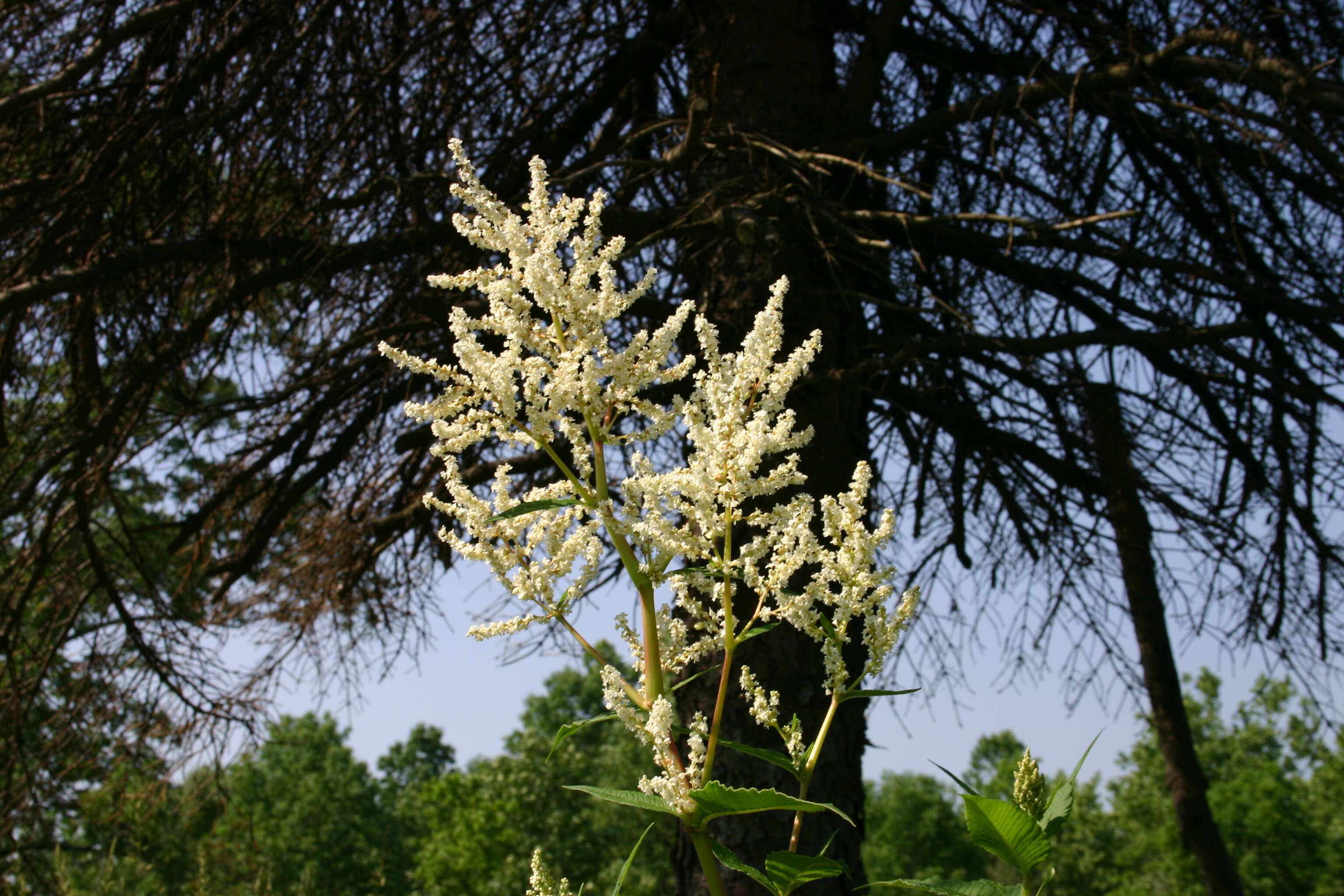 Sivun Koenigia alpina (All.) T. M. Schust. & Reveal kuva