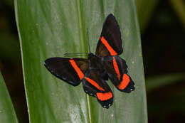 Image of Ancyluris colubra Saunders 1859