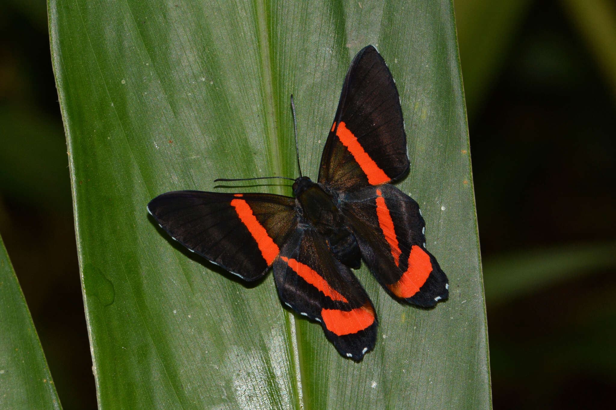 Image of Ancyluris colubra Saunders 1859