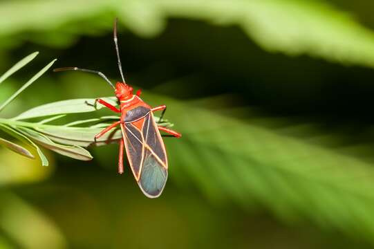 Image of Cotton Stainer