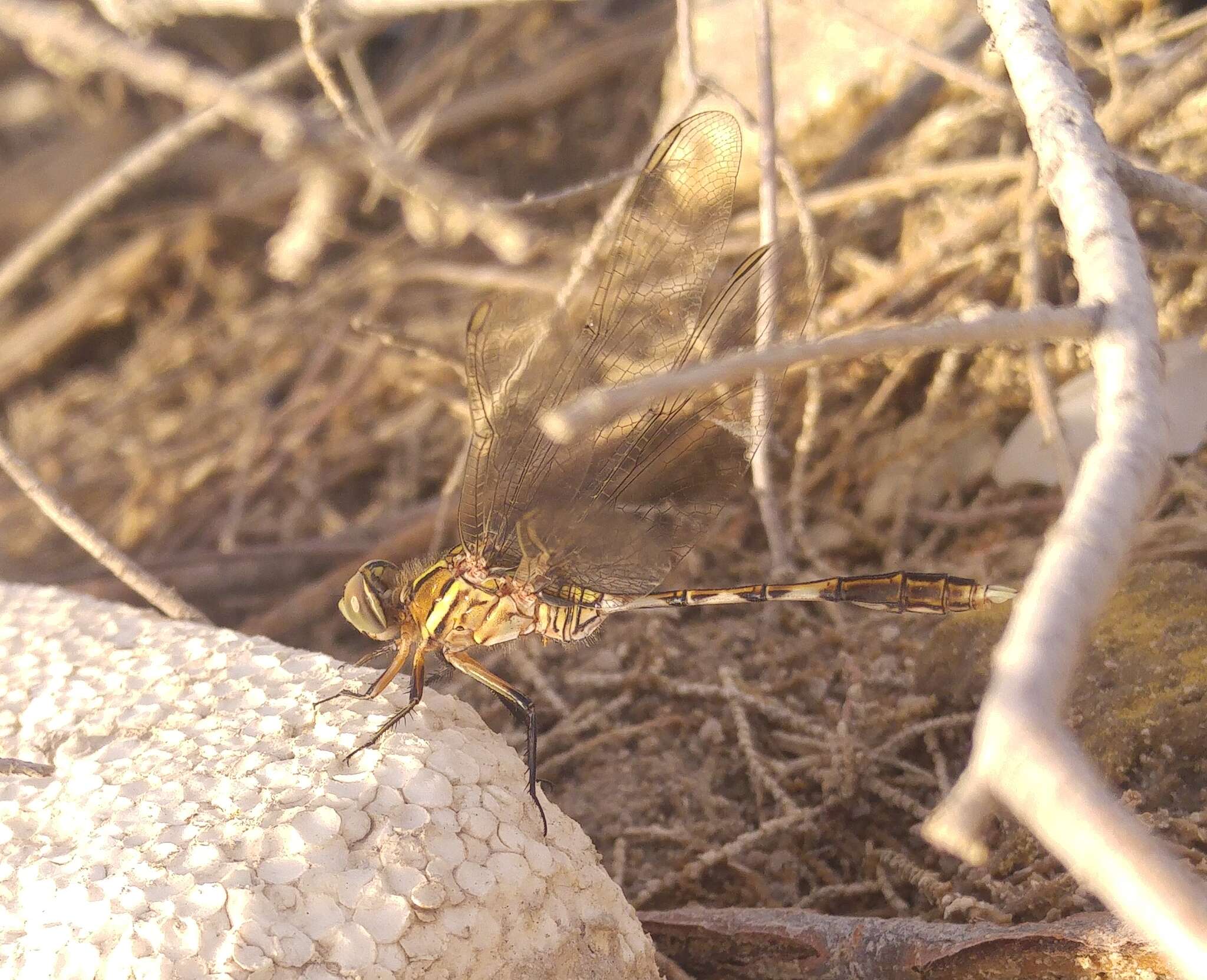 Image of Slender Skimmer