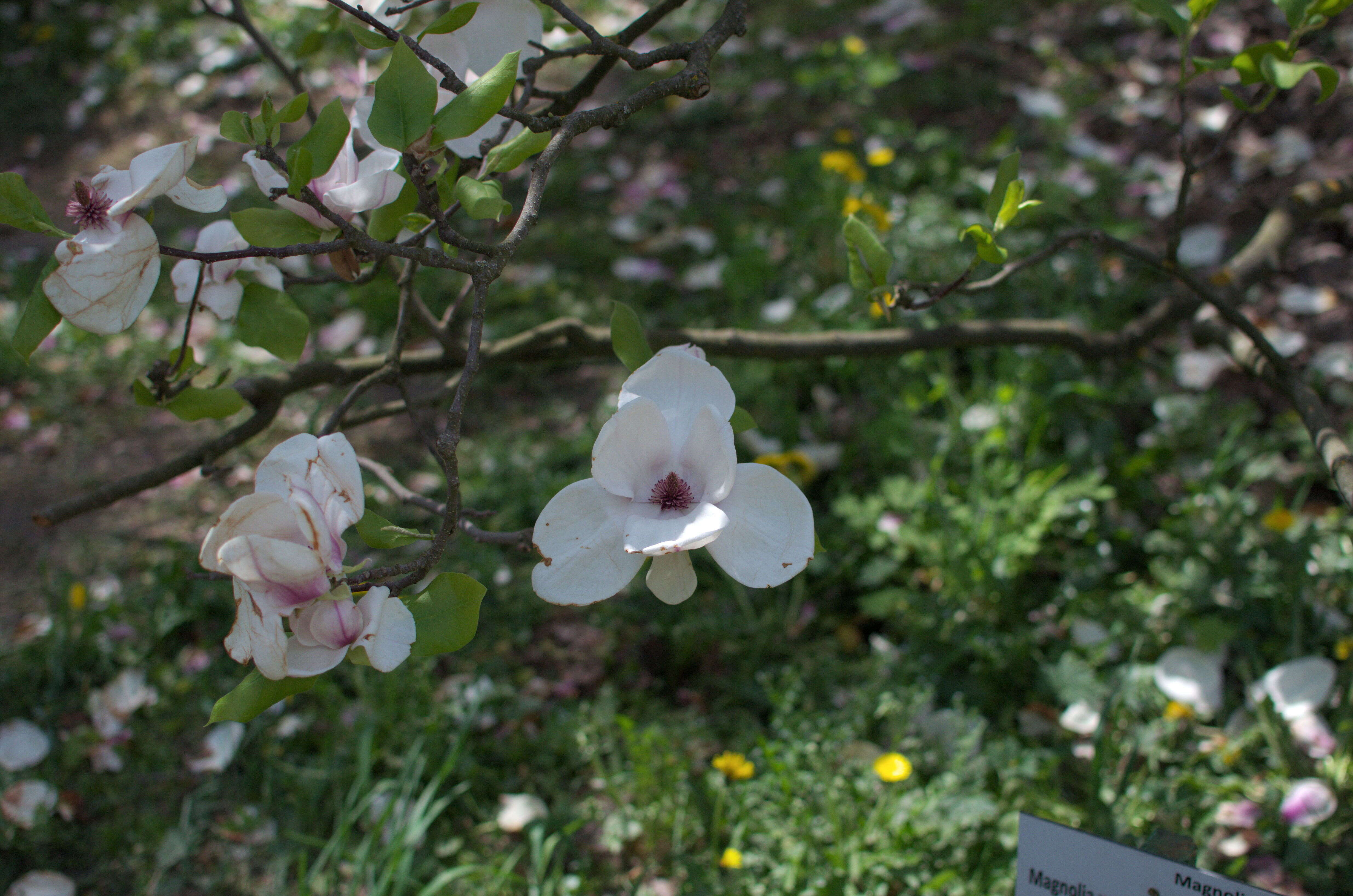 Image of Saucer magnolia