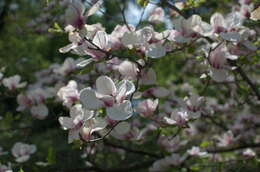 Image of Saucer magnolia