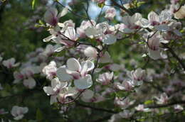 Image of Saucer magnolia