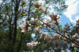 Image of Saucer magnolia