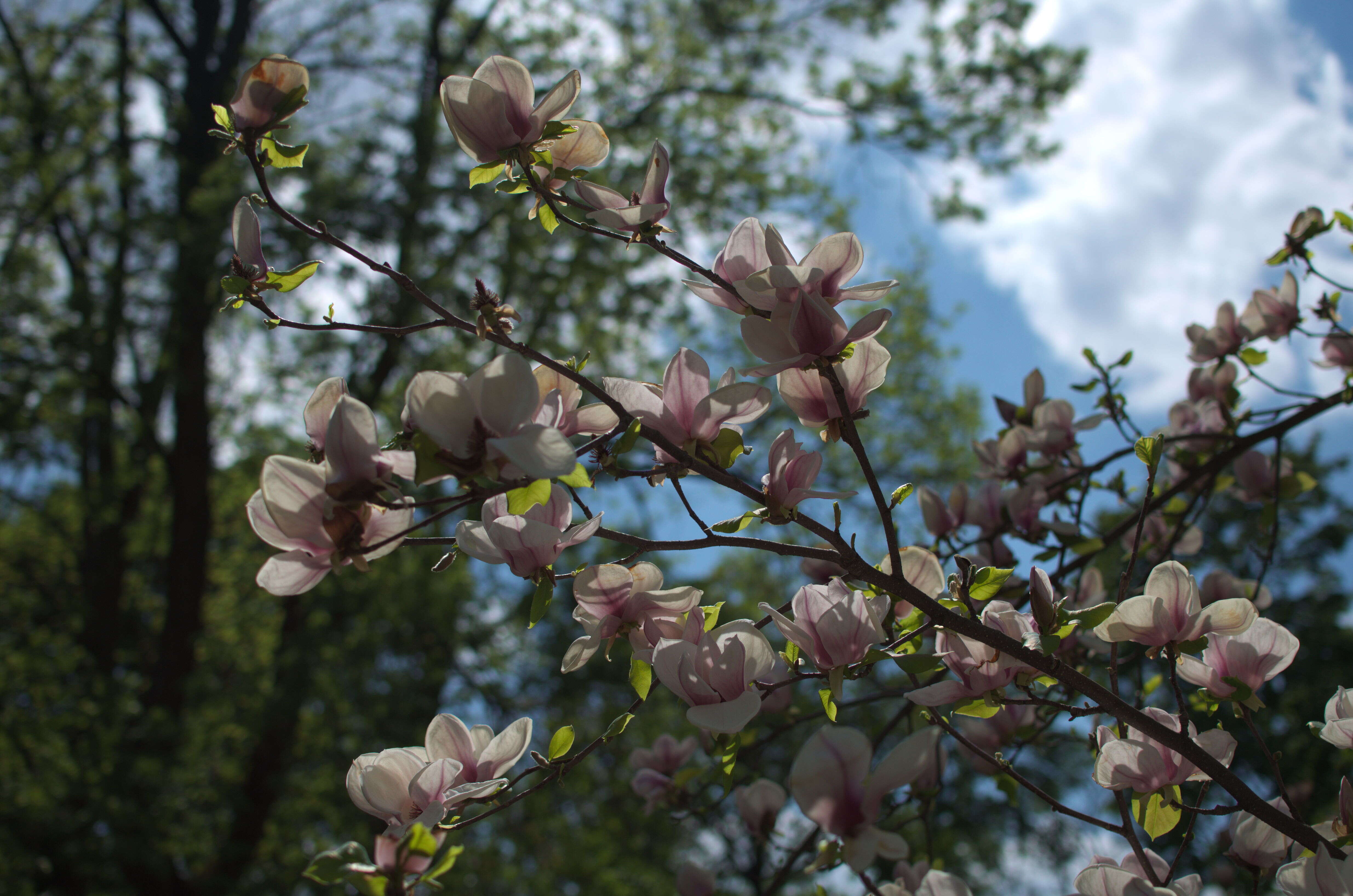 Image of Saucer magnolia