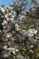 Image of Saucer magnolia