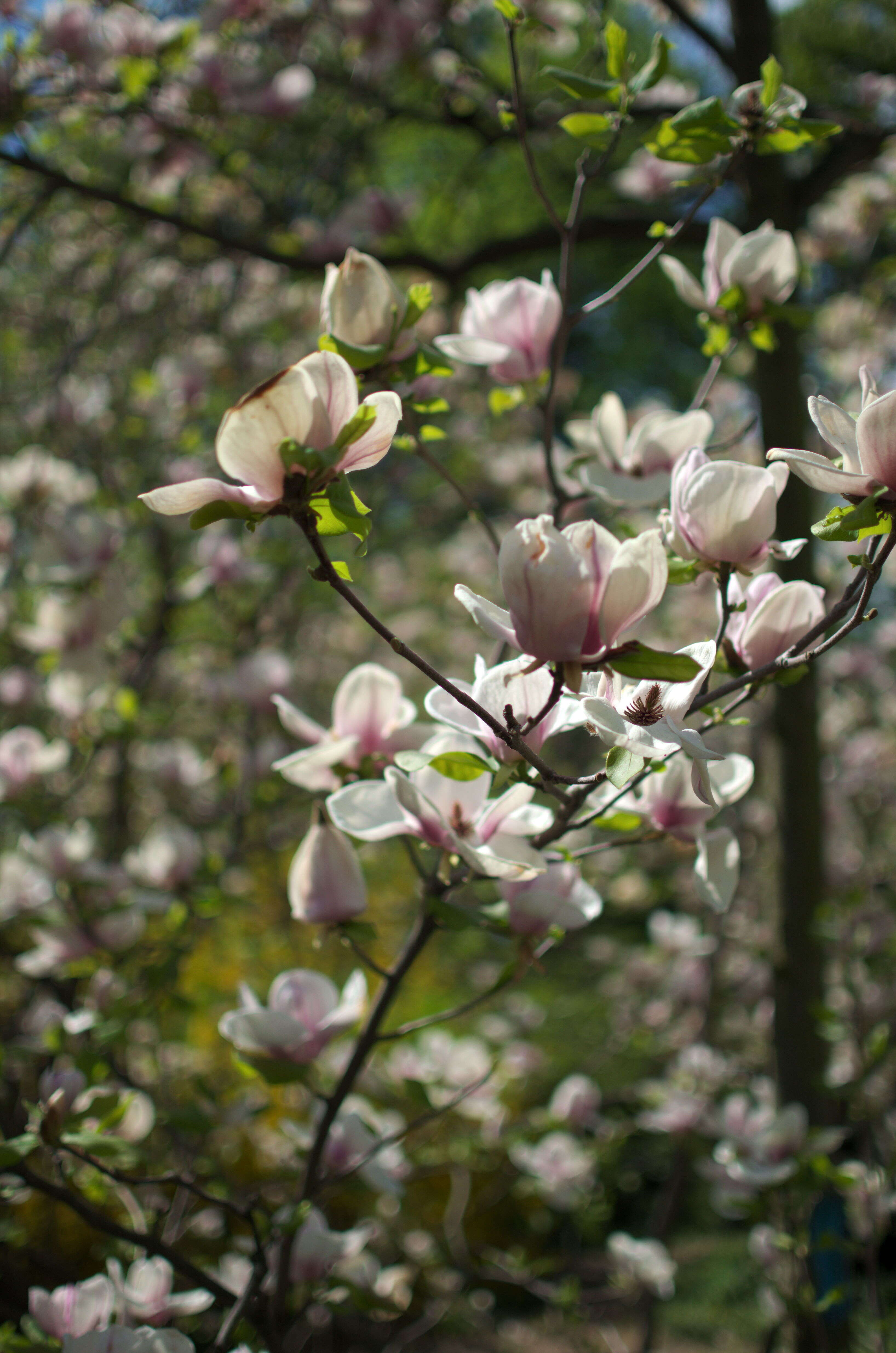 Image of Saucer magnolia