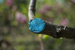 Image of Saucer magnolia