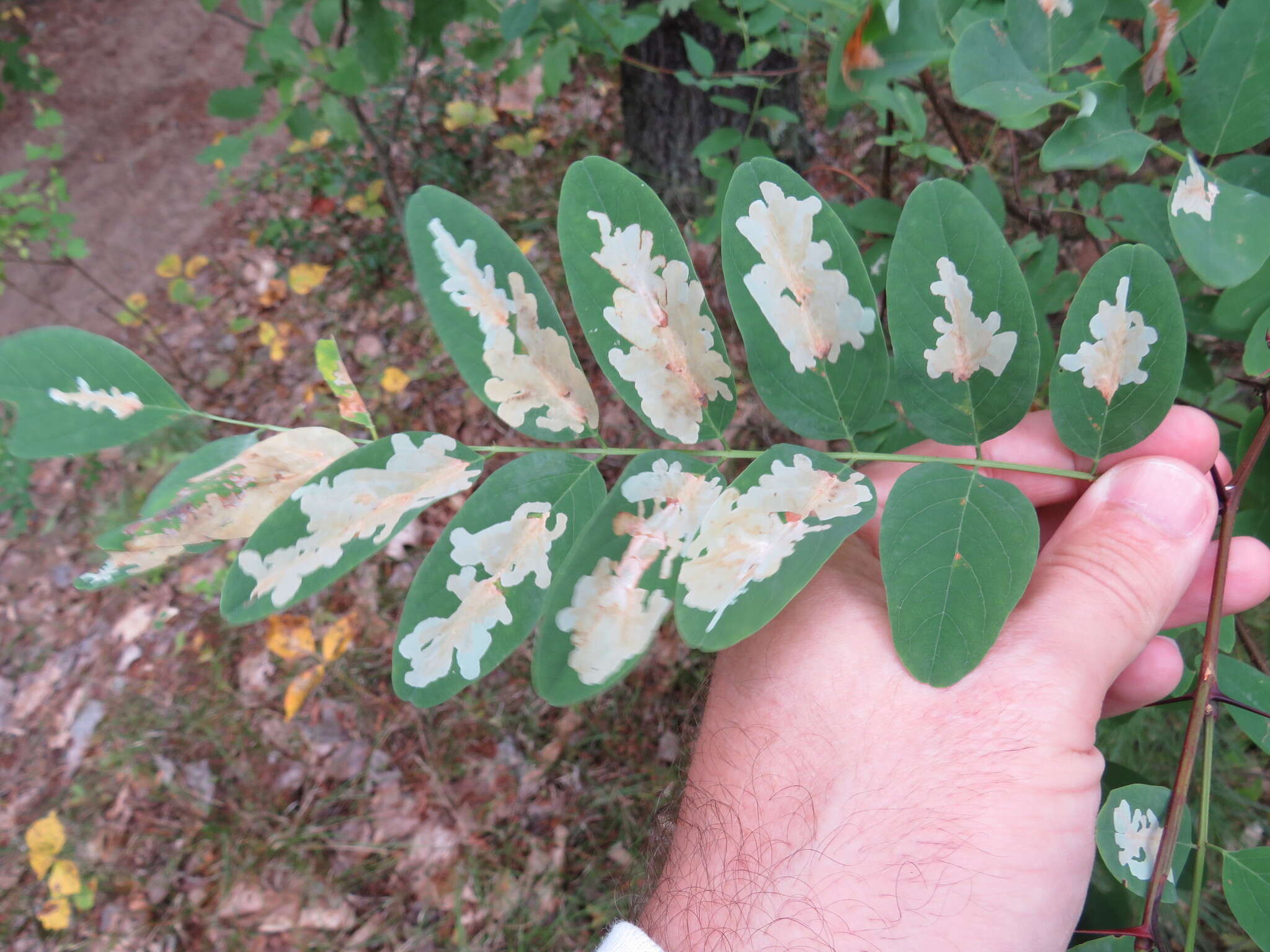 Image of Locust Digitate Leafminer