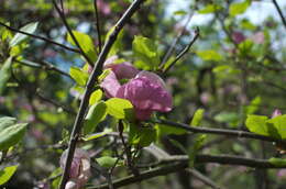 Image of Saucer magnolia