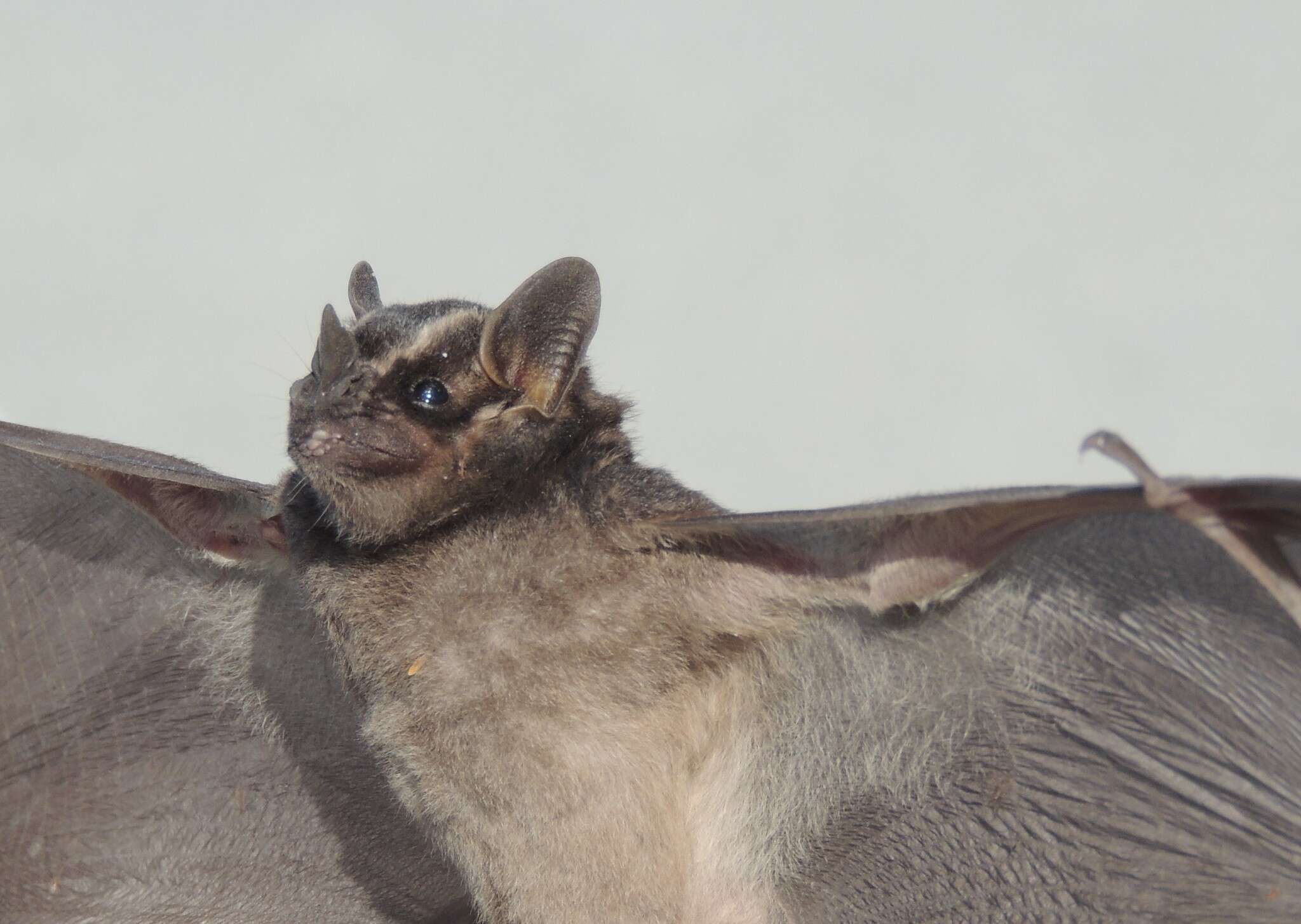 Image of Velvety Fruit-eating Bat