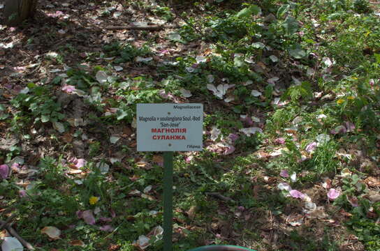 Image of Saucer magnolia