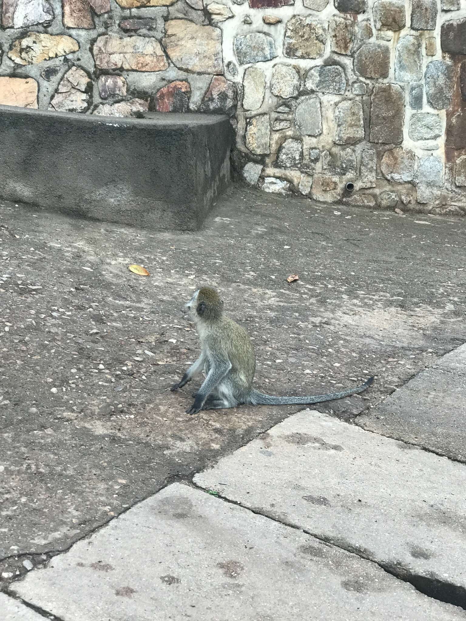 Image of Reddish-green Vervet Monkey