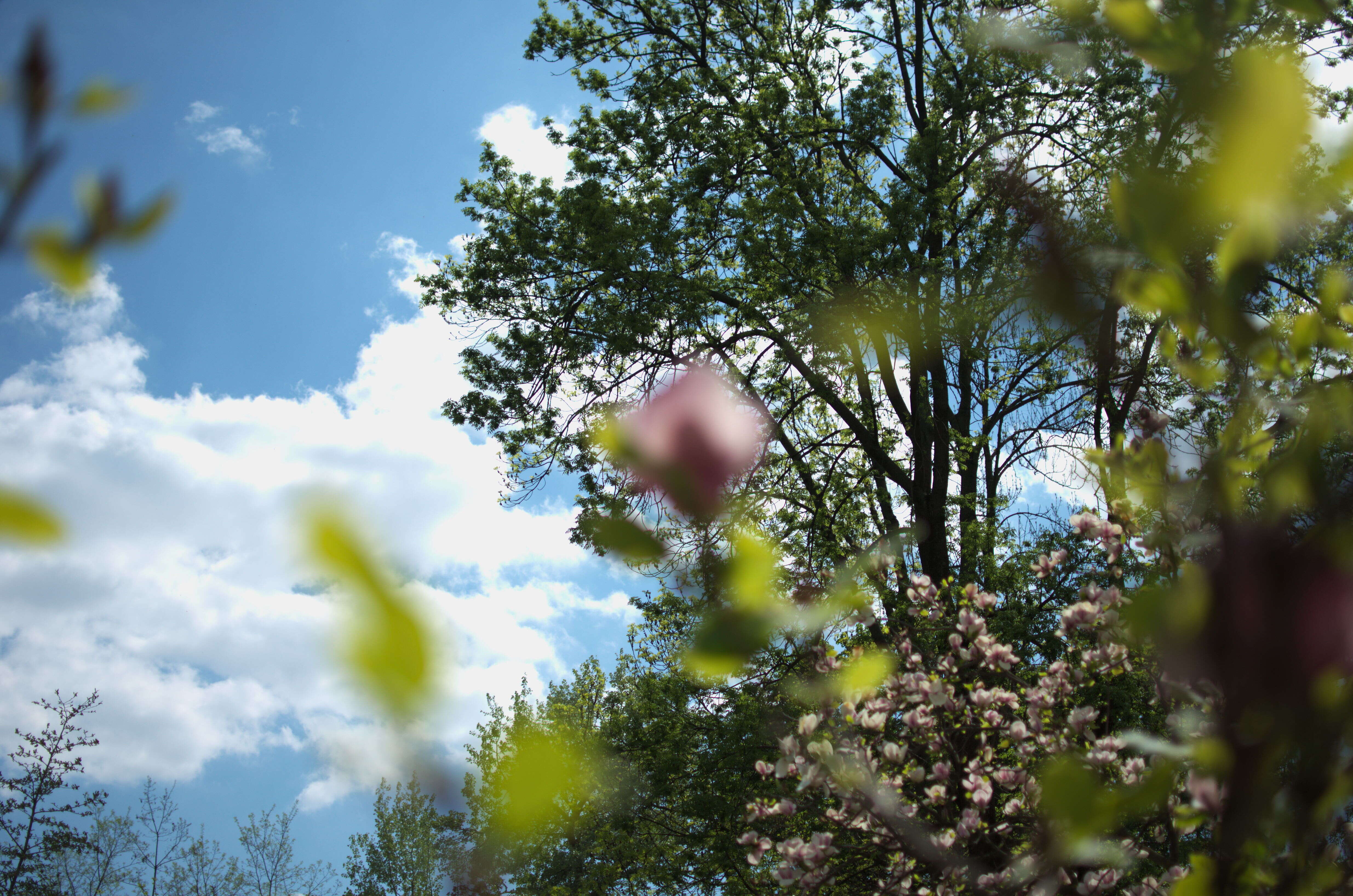 Image of Saucer magnolia