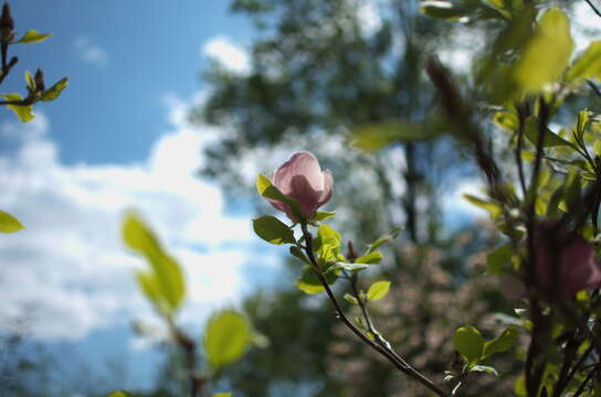 Image of Saucer magnolia