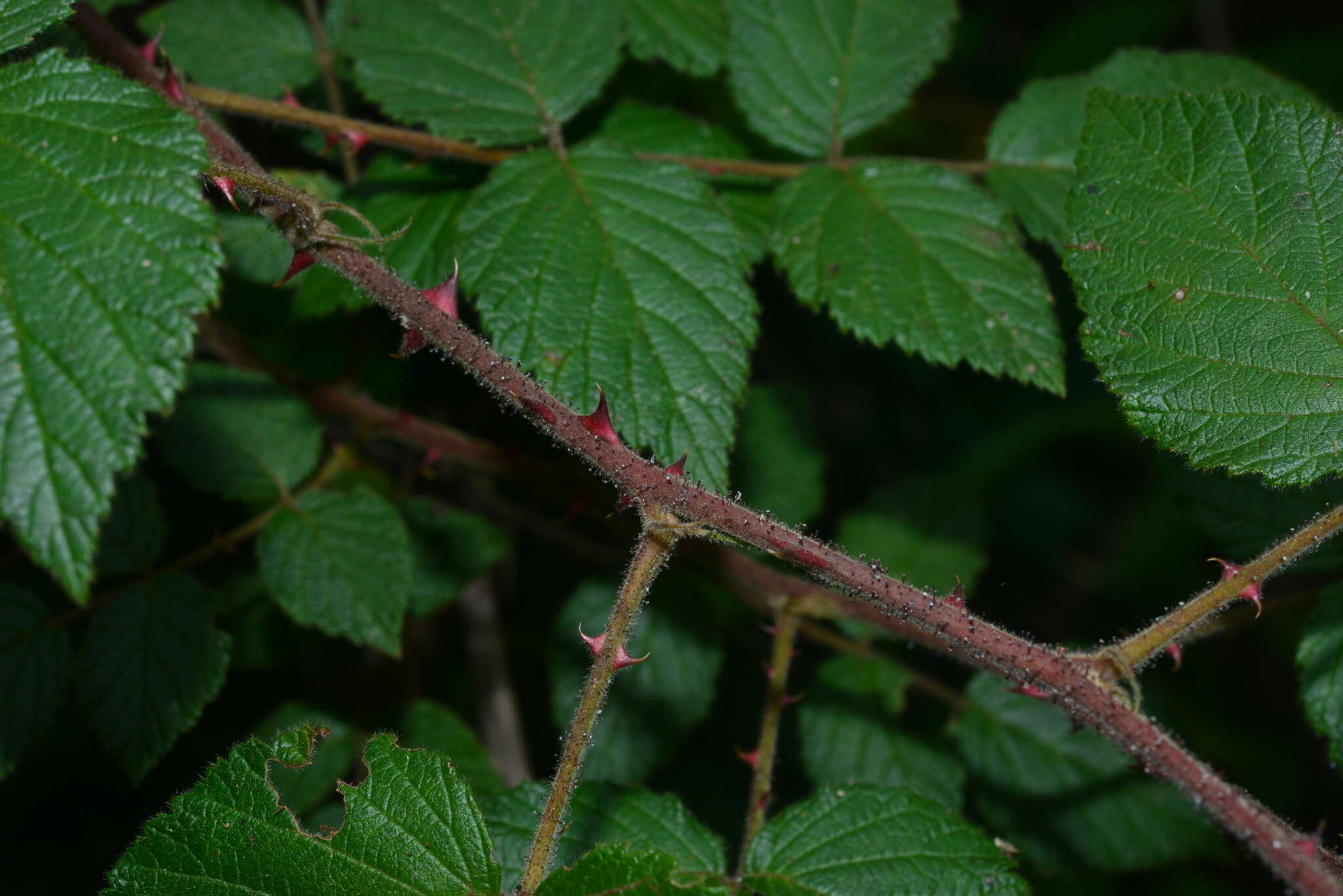 Plancia ëd Rubus parviaraliifolius Hayata