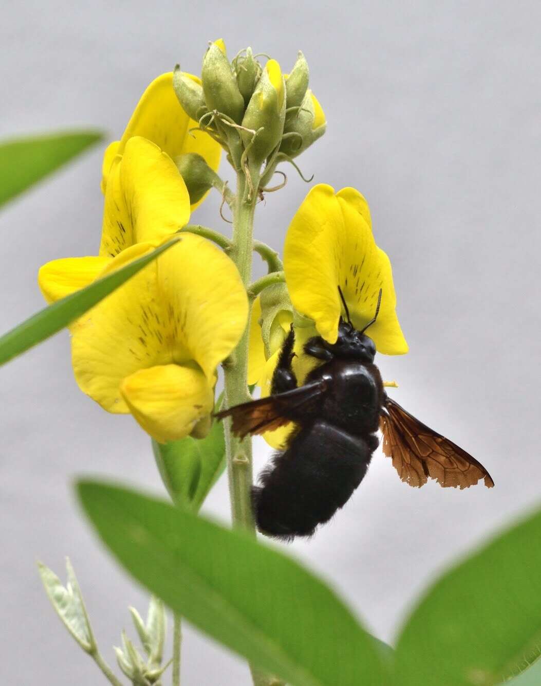 Plancia ëd Xylocopa frontalis (Olivier 1789)