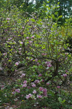 Image of Saucer magnolia