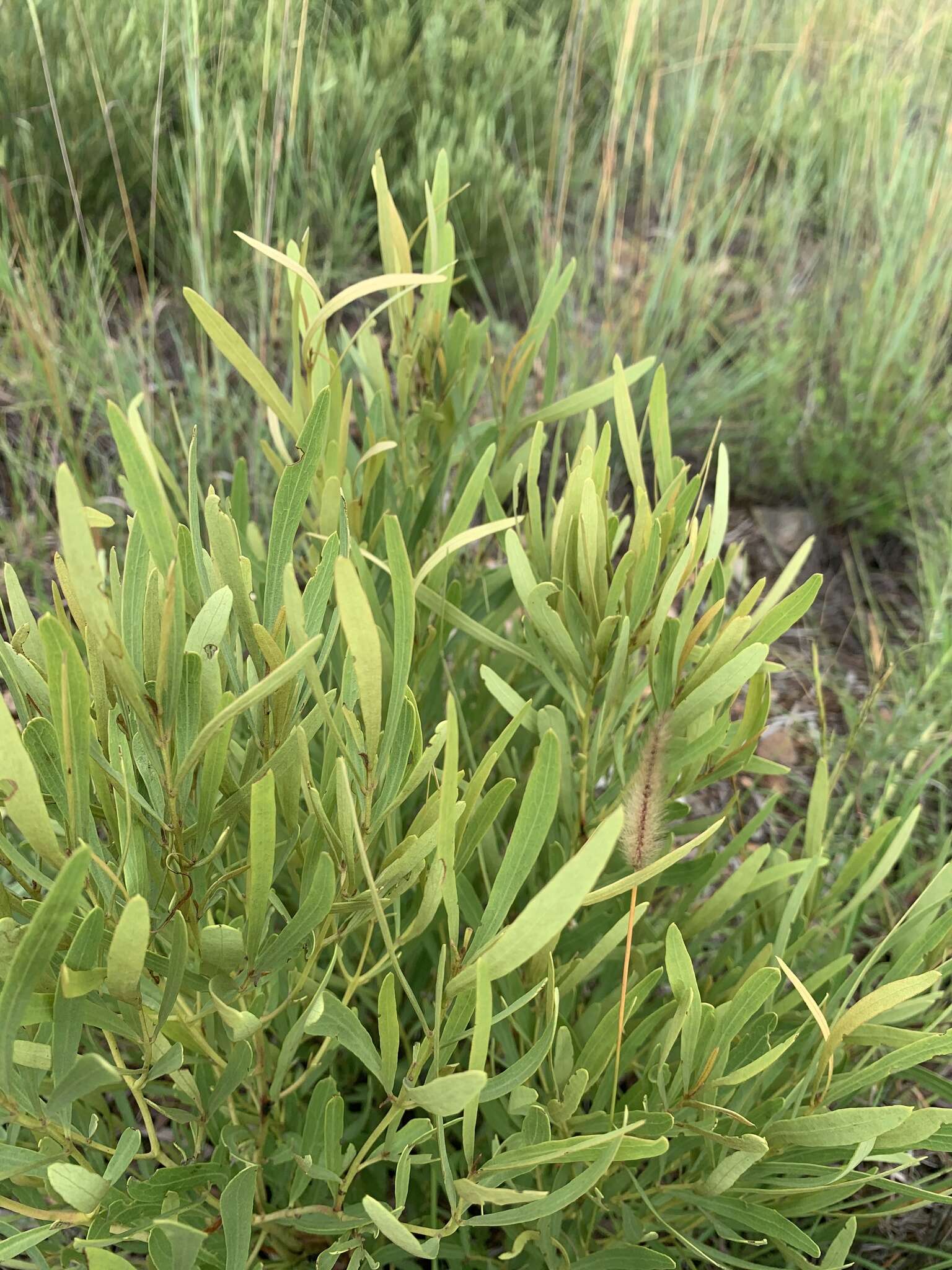 Image of Euclea sekhukhuniensis Retief, S. J. Siebert & A. E. van Wyk