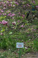 Image of Saucer magnolia