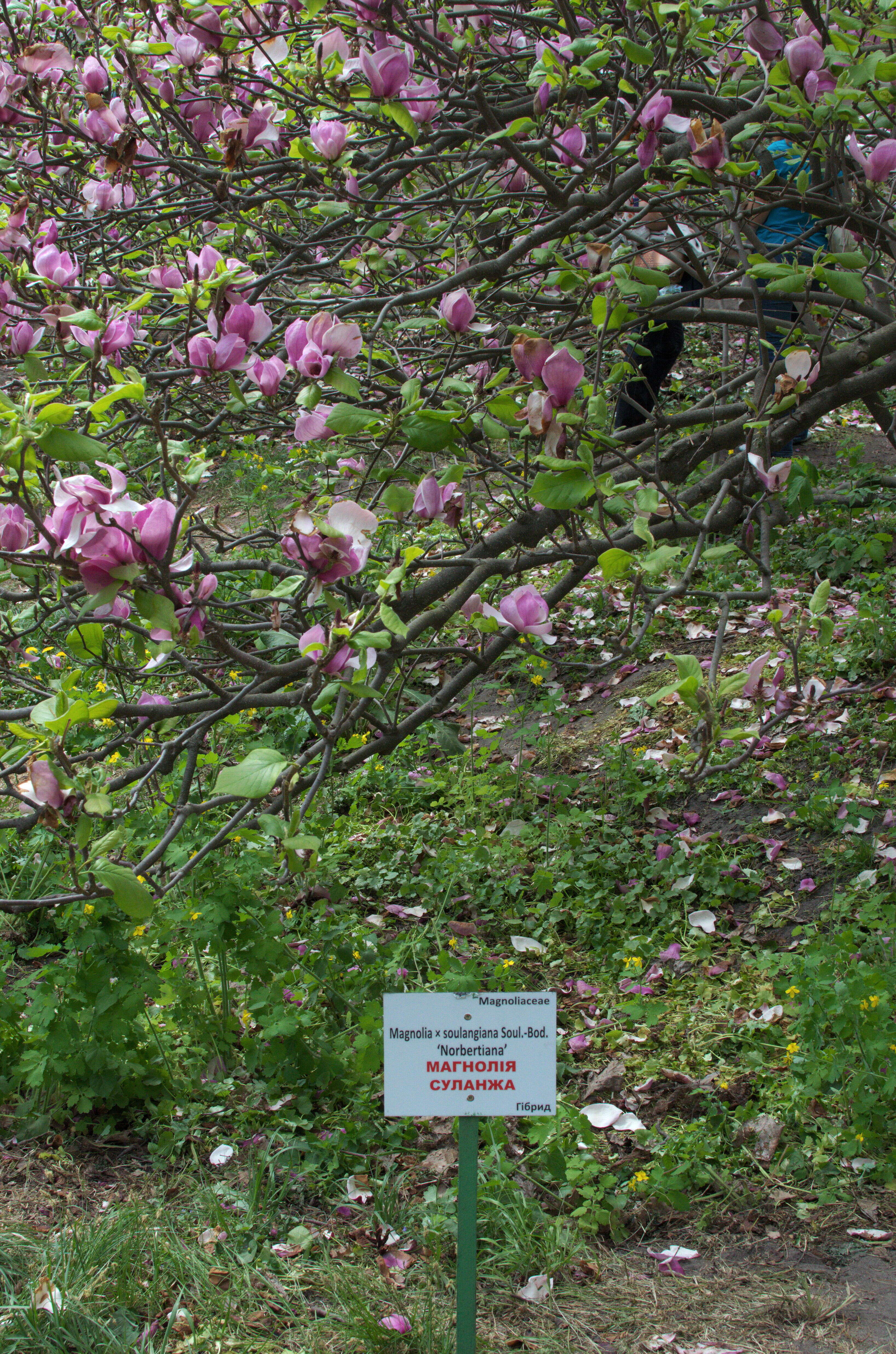 Image of Saucer magnolia