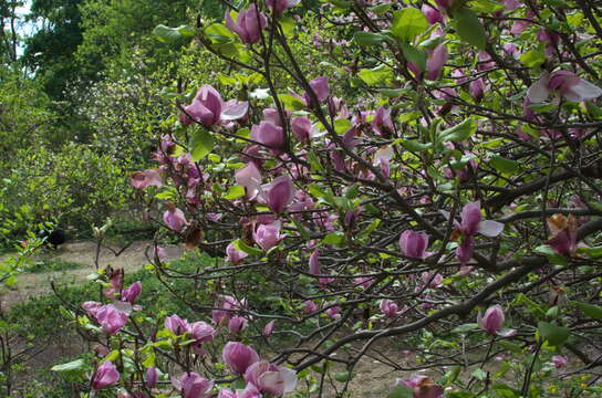 Image of Saucer magnolia