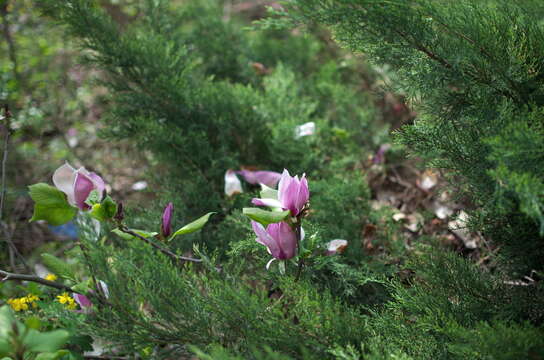 Image of Saucer magnolia