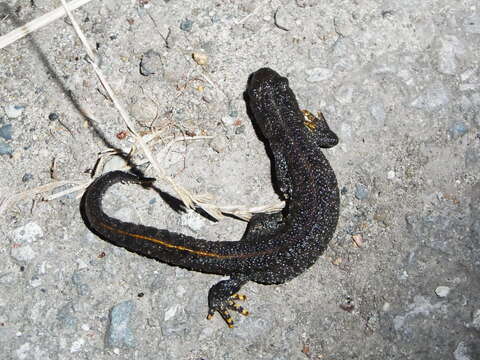 Image of Great Crested Newt