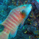 Image of Natal wrasse