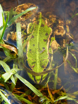 Image of Pelophylax esculentus