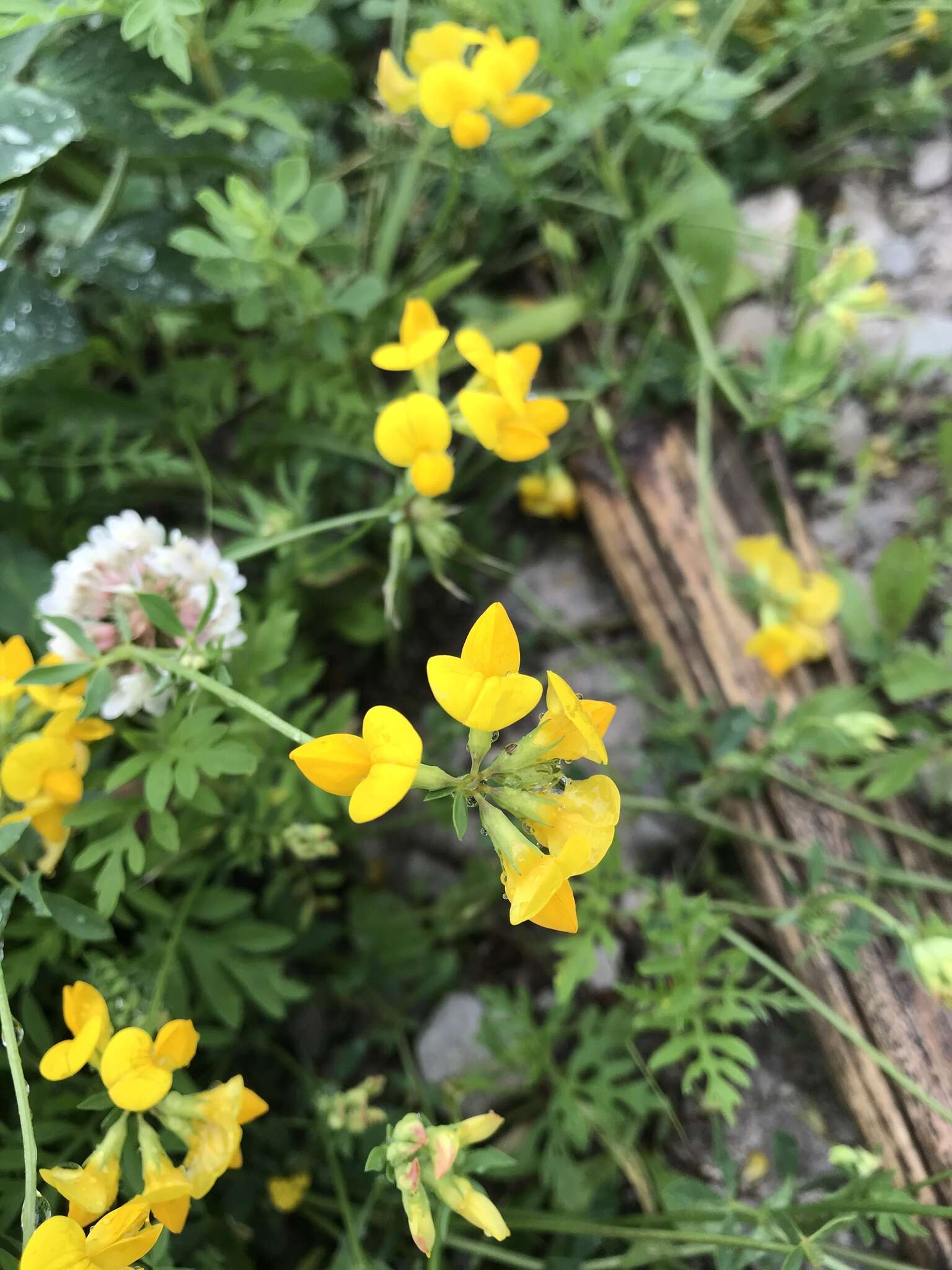 Lotus corniculatus subsp. corniculatus resmi