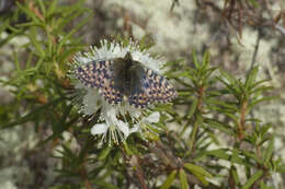 Image of Boloria alaskensis Holland 1900