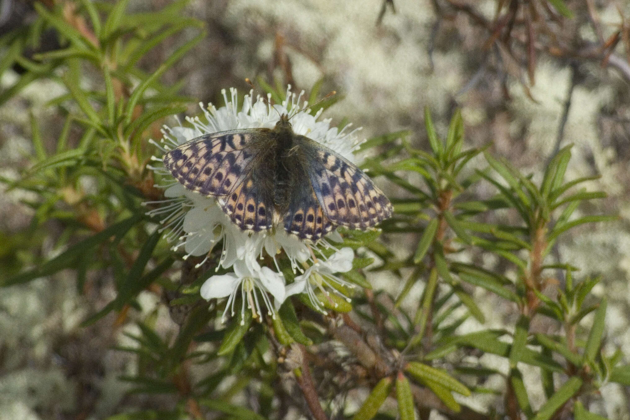 Image of Alaskan Fritillary