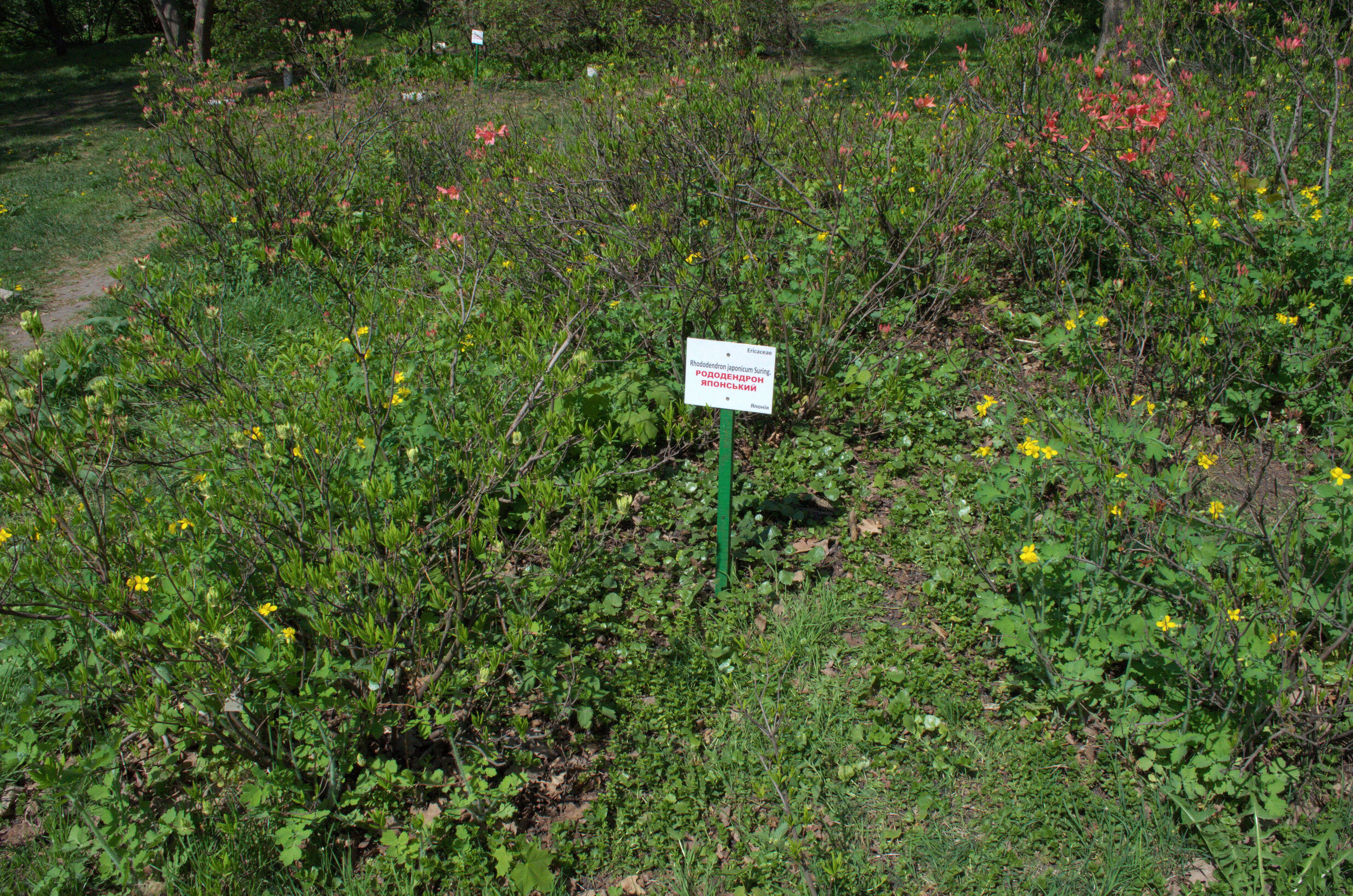 Image of Rhododendron molle (Bl.) G. Don