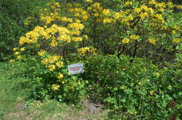 Image of Yellow Azalea