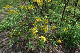 Image of Yellow Azalea