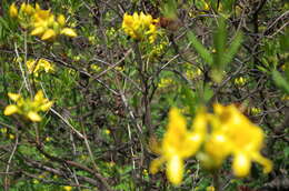 Image of Yellow Azalea