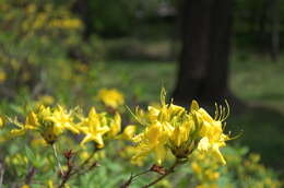 Image of Yellow Azalea