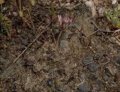 Image of serpentine onion