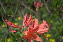 Image of Rhododendron molle (Bl.) G. Don