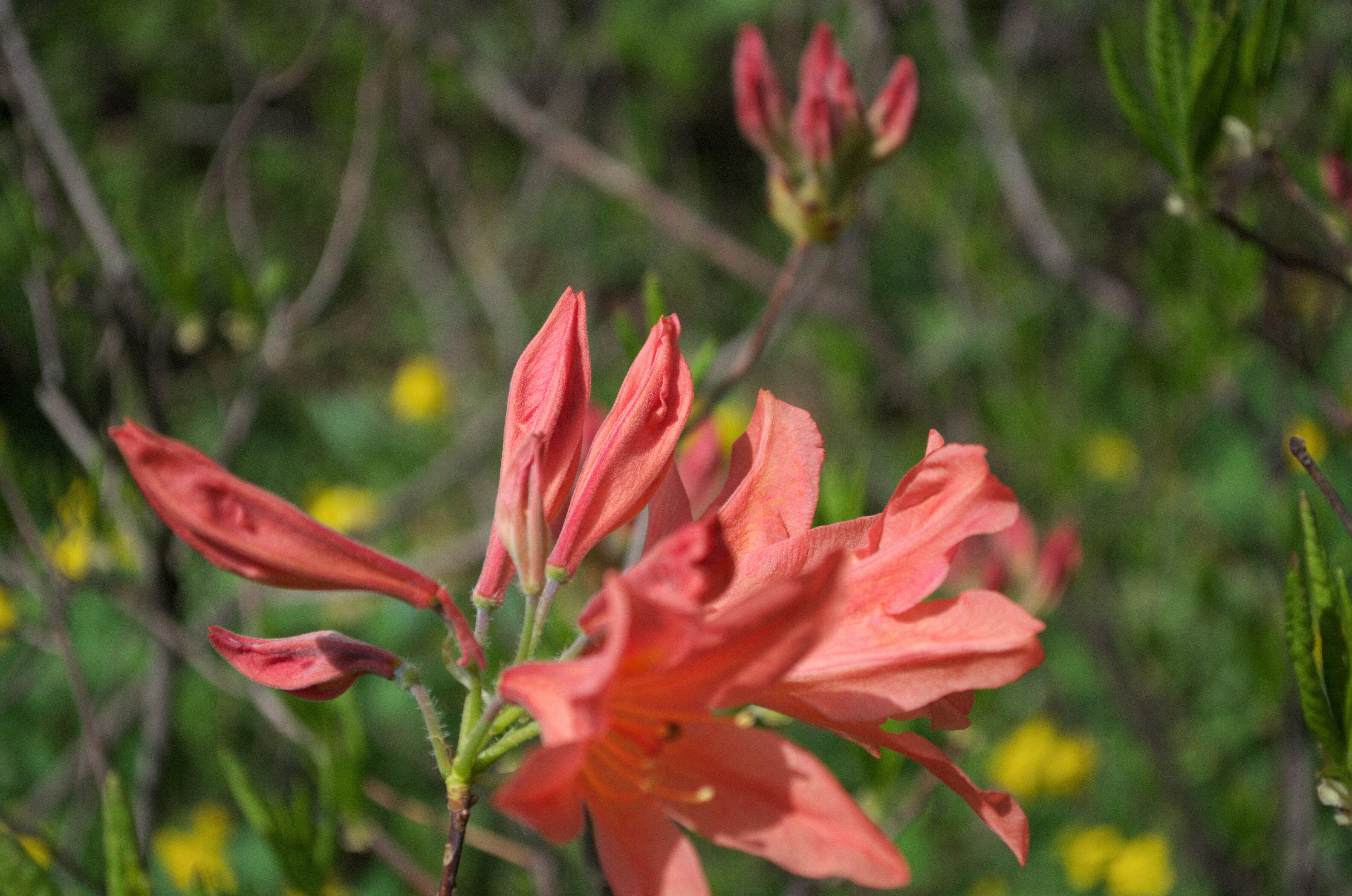 Image of Rhododendron molle (Bl.) G. Don