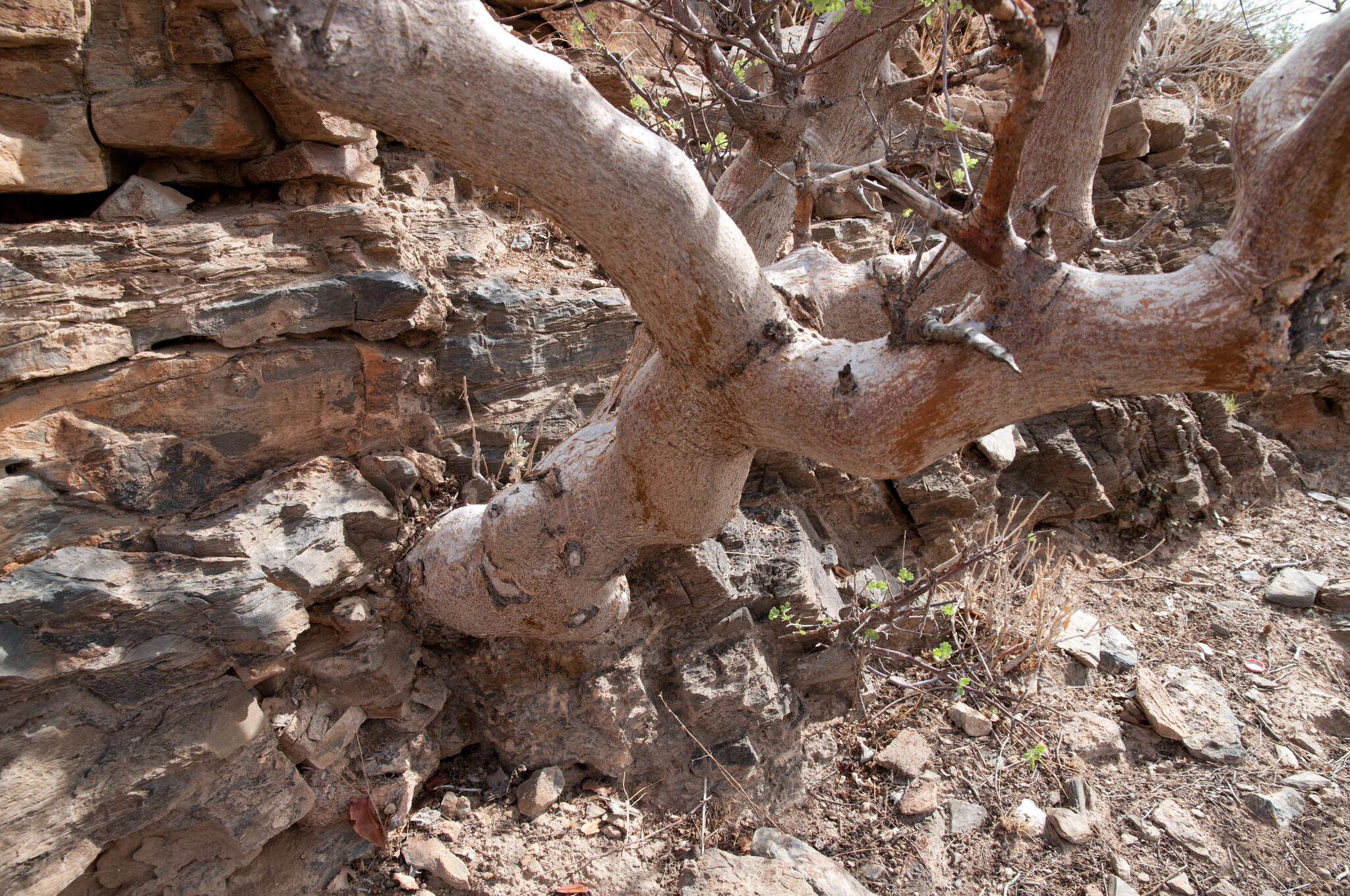 Image of Oak.leaved commiphora