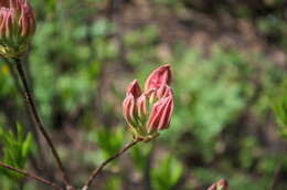 Image de Rhododendron molle (Bl.) G. Don